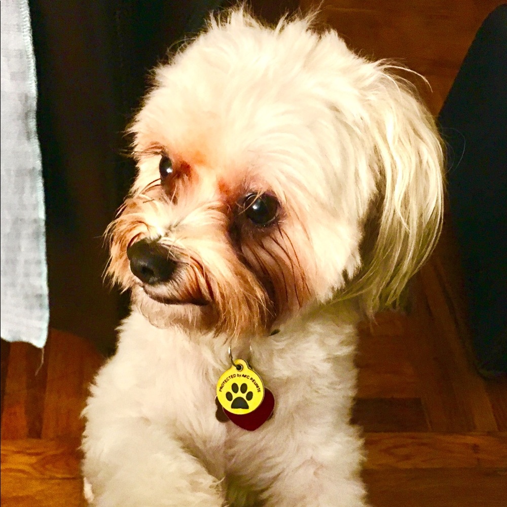 🐶
